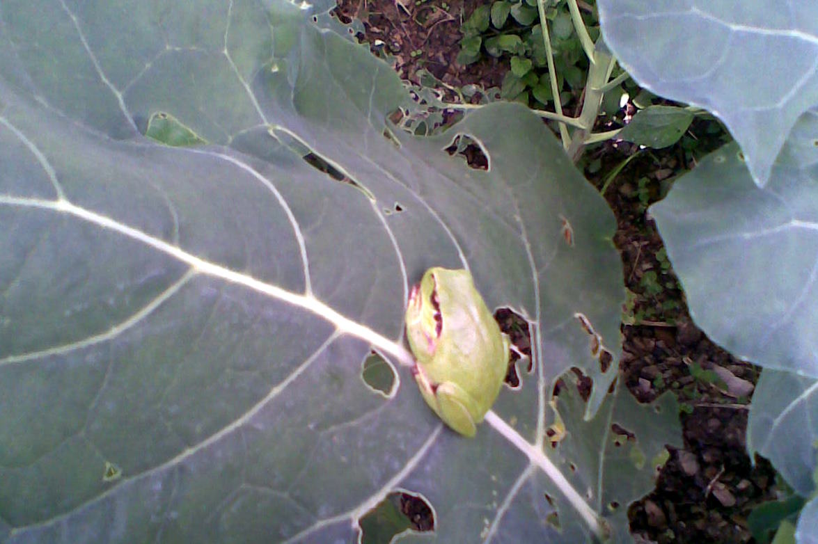 che rana ? raganella Hyla meridionalis
